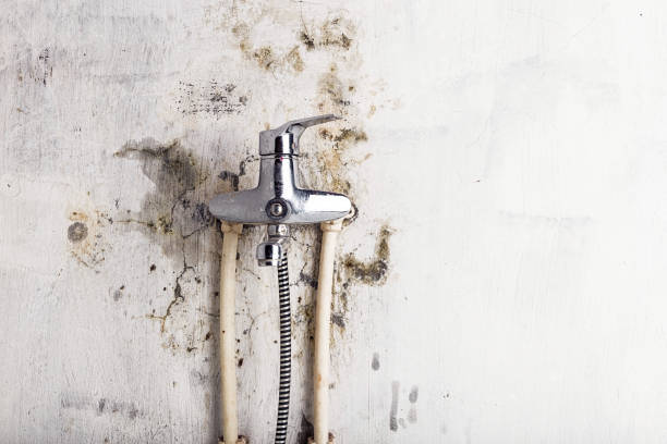 Best Local Mold Removal Service  in Harahan, LA