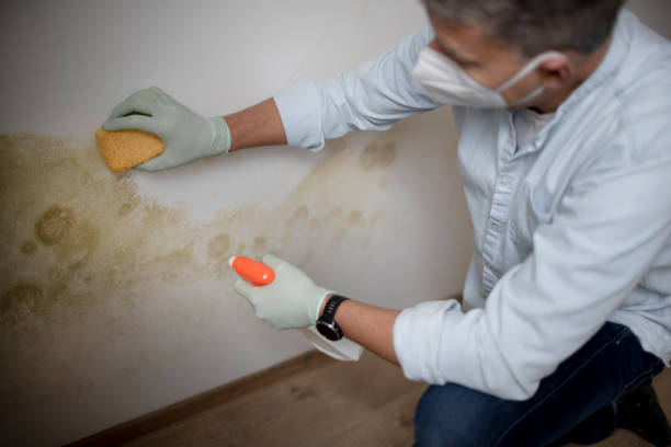 Best Emergency Mold Removal  in Harahan, LA