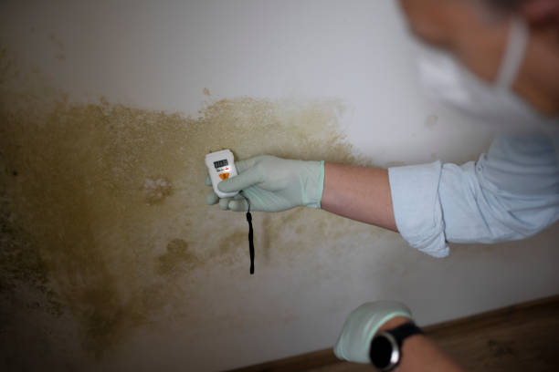 Best Toxic Mold Removal  in Harahan, LA