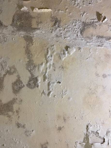 Best Best Mold Removal Companies  in Harahan, LA