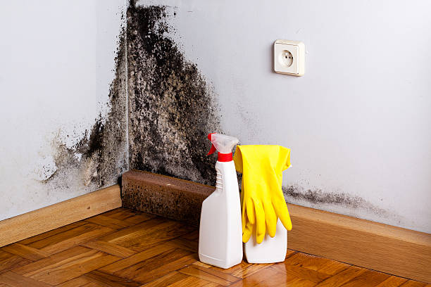 Best Residential Mold Removal  in Harahan, LA