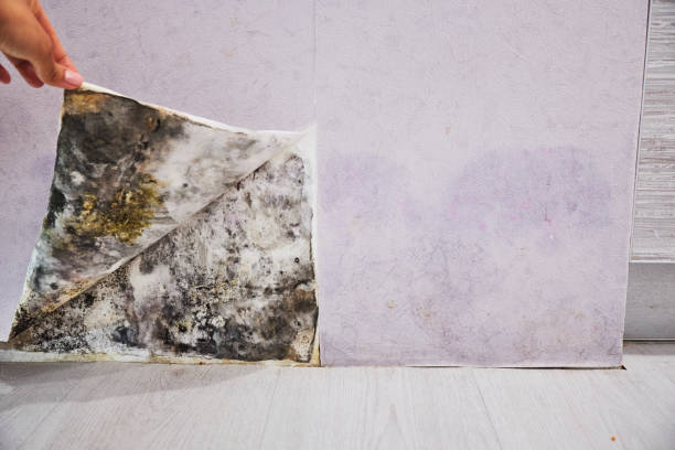 Best Mold Removal Near Me  in Harahan, LA